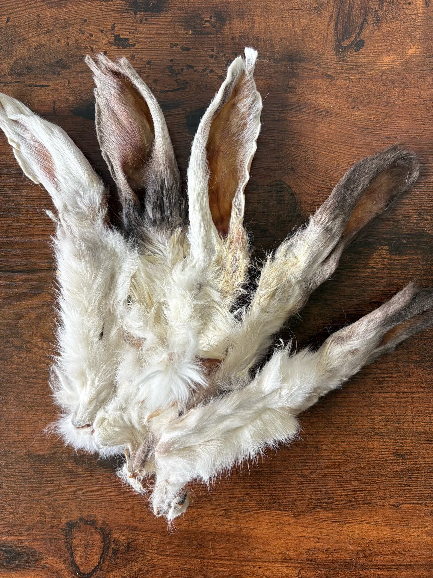 Hairy Rabbit Ears x5